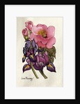 Camellia and Dutch Iris by Joan Thewsey