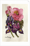 Camellia and Dutch Iris by Joan Thewsey