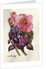 Camellia and Dutch Iris by Joan Thewsey