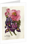Camellia and Dutch Iris by Joan Thewsey