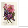 Camellia and Dutch Iris by Joan Thewsey