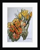 Crocus and Primroses by Joan Thewsey