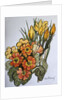 Crocus and Primroses by Joan Thewsey