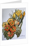 Crocus and Primroses by Joan Thewsey