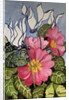Cyclamen and Primrose by Joan Thewsey