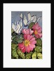 Cyclamen and Primrose by Joan Thewsey