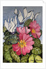 Cyclamen and Primrose by Joan Thewsey