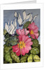 Cyclamen and Primrose by Joan Thewsey