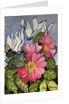 Cyclamen and Primrose by Joan Thewsey