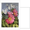 Cyclamen and Primrose by Joan Thewsey
