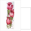 Three Red Roses by Joan Thewsey