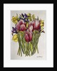Tulips, Daffodils and Iris by Joan Thewsey