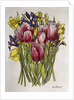 Tulips, Daffodils and Iris by Joan Thewsey