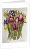 Tulips, Daffodils and Iris by Joan Thewsey