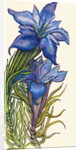 Gentians by Joan Thewsey