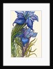 Gentians by Joan Thewsey
