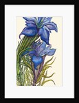 Gentians by Joan Thewsey