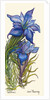 Gentians by Joan Thewsey