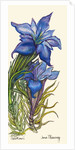 Gentians by Joan Thewsey
