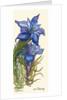 Gentians by Joan Thewsey