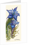 Gentians by Joan Thewsey