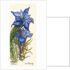Gentians by Joan Thewsey