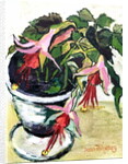 Fuchsias by Joan Thewsey