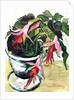Fuchsias by Joan Thewsey