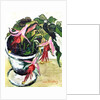Fuchsias by Joan Thewsey