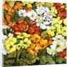 Primrose Border, white, yellow, orange and red primroses by Joan Thewsey