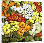 Primrose Border, white, yellow, orange and red primroses by Joan Thewsey