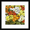 Primrose Border, white, yellow, orange and red primroses by Joan Thewsey