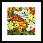 Primrose Border, white, yellow, orange and red primroses by Joan Thewsey