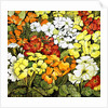 Primrose Border, white, yellow, orange and red primroses by Joan Thewsey