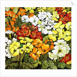 Primrose Border, white, yellow, orange and red primroses by Joan Thewsey