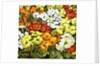 Primrose Border, white, yellow, orange and red primroses by Joan Thewsey