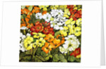 Primrose Border, white, yellow, orange and red primroses by Joan Thewsey