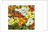 Primrose Border, white, yellow, orange and red primroses by Joan Thewsey