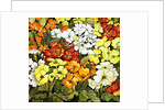 Primrose Border, white, yellow, orange and red primroses by Joan Thewsey