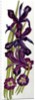 Irises and Primroses by Joan Thewsey