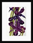 Irises and Primroses by Joan Thewsey