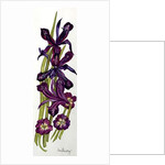 Irises and Primroses by Joan Thewsey