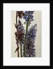 Muscari and Viburnum bodnantense by Joan Thewsey