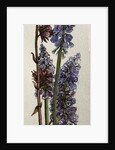 Muscari and Viburnum bodnantense by Joan Thewsey