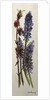 Muscari and Viburnum bodnantense by Joan Thewsey