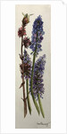 Muscari and Viburnum bodnantense by Joan Thewsey
