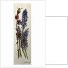 Muscari and Viburnum bodnantense by Joan Thewsey
