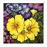Three Yellow Primroses surrounded by mauve and purple primroses and leaves by Joan Thewsey