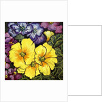 Three Yellow Primroses surrounded by mauve and purple primroses and leaves by Joan Thewsey