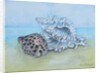 Two Seashells by Joan Thewsey